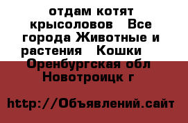 отдам котят крысоловов - Все города Животные и растения » Кошки   . Оренбургская обл.,Новотроицк г.